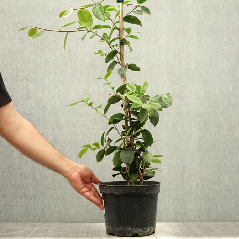 Camellia sasanqua Plantation Pink 4L/5L pot sample as delivered in summer