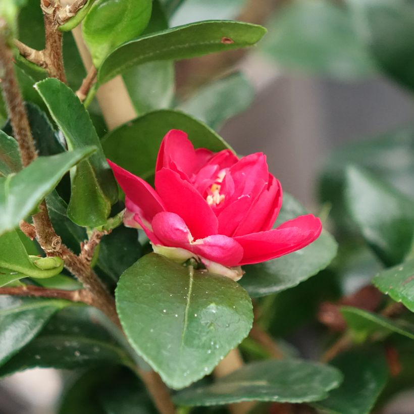 Camellia hiemalis Bonanza (Flowering)