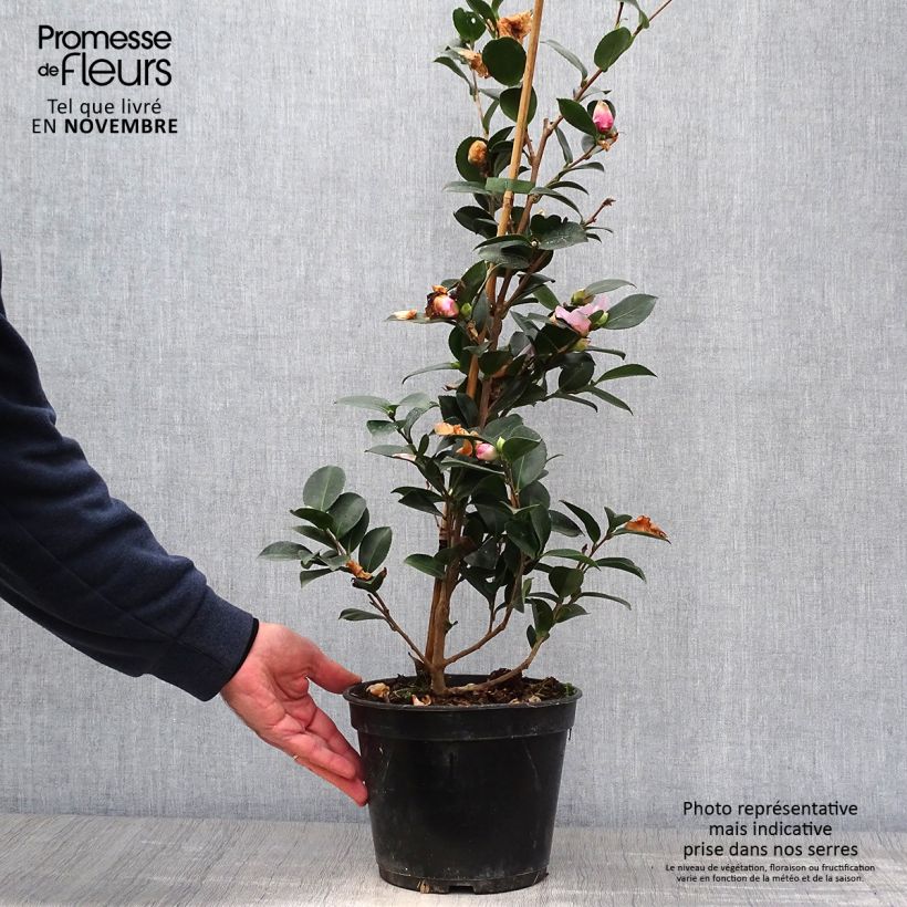Camellia hiemalis Pink Goddess 4L/5L pot sample as delivered in autumn