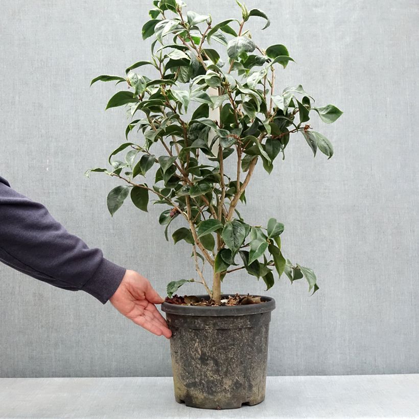 Camellia japonica Painter's Palette - Japanese Camellia 7.5L/10L pot sample as delivered in spring