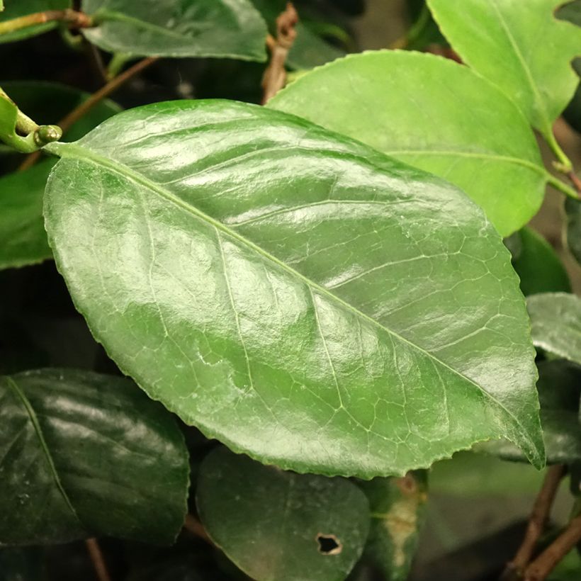 Camellia japonica Lady Campbell (Foliage)