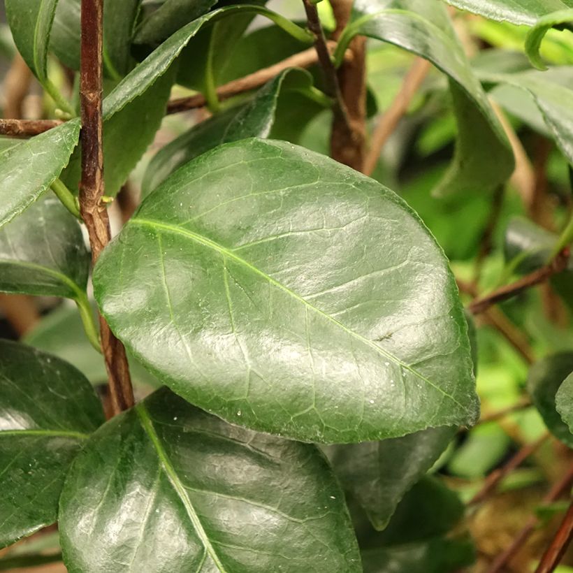 Camellia japonica Margaret Davis (Foliage)