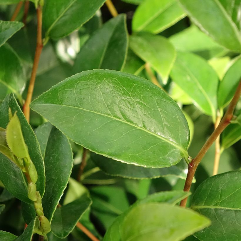 Camellia japonica Mark Alan (Foliage)