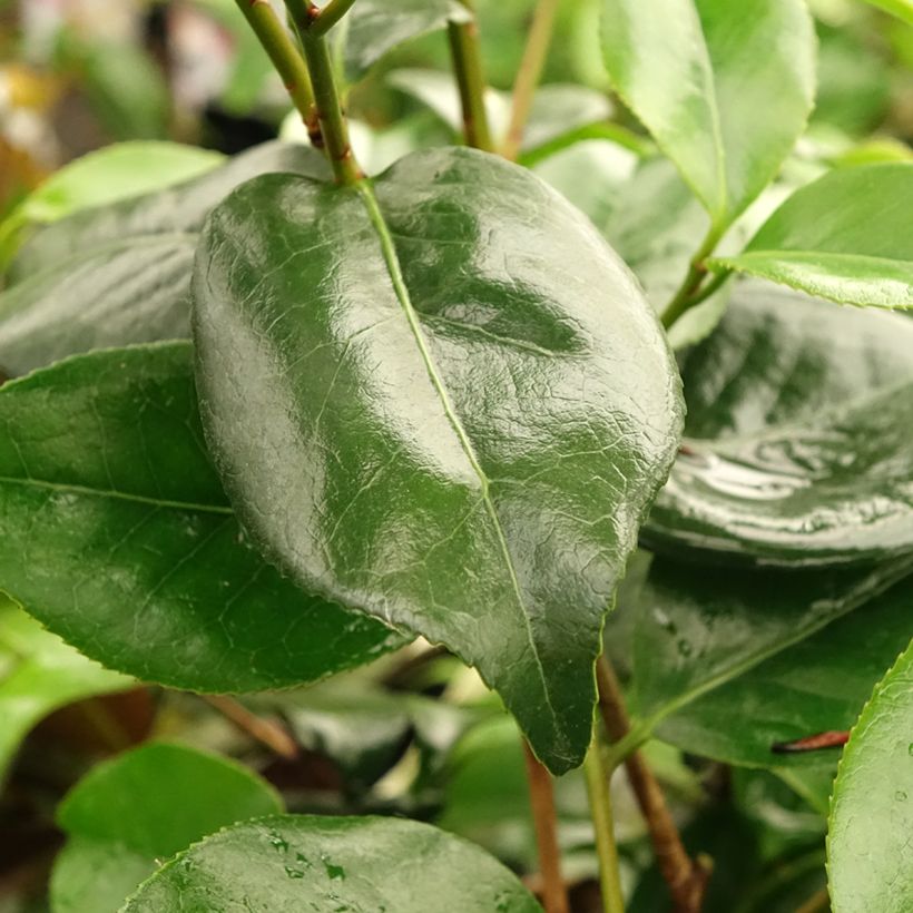 Camellia japonica Midnight Variegated (Foliage)