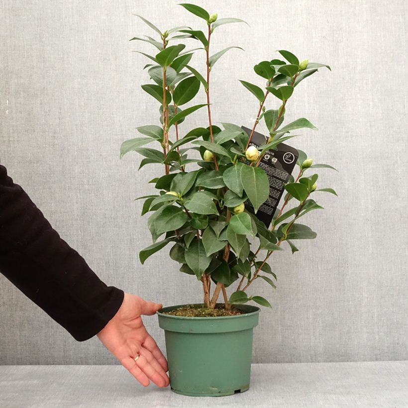 Camellia japonica Nuccio's Gem 2L/3L pot sample as delivered in winter