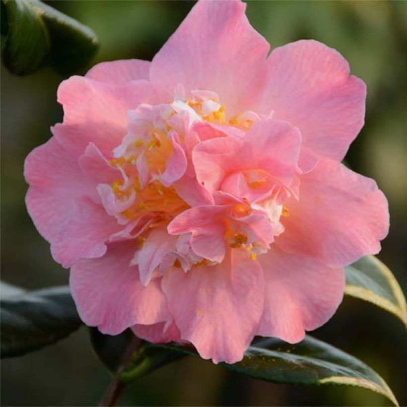 Camellia japonica Paddys Perfumed (Flowering)