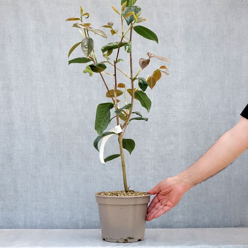 Camellia x reticulata Dr Clifford Parks 4L/5L potShipped height around 30/40cm sample as delivered in spring