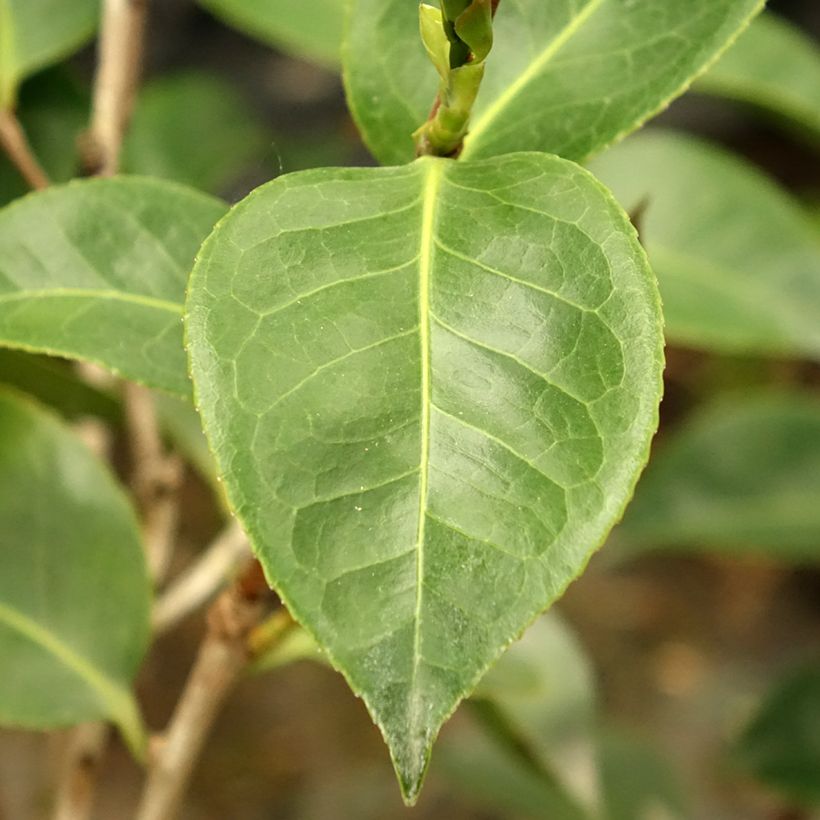 Camellia japonica Roger Hall (Foliage)