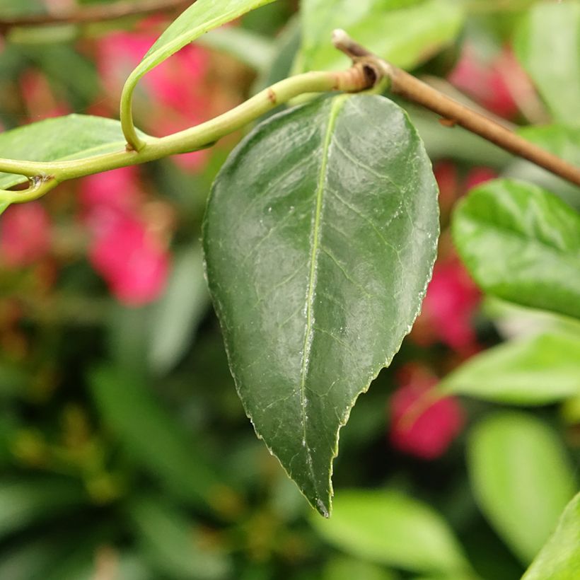 Camellia williamsii Tulip Time (Foliage)