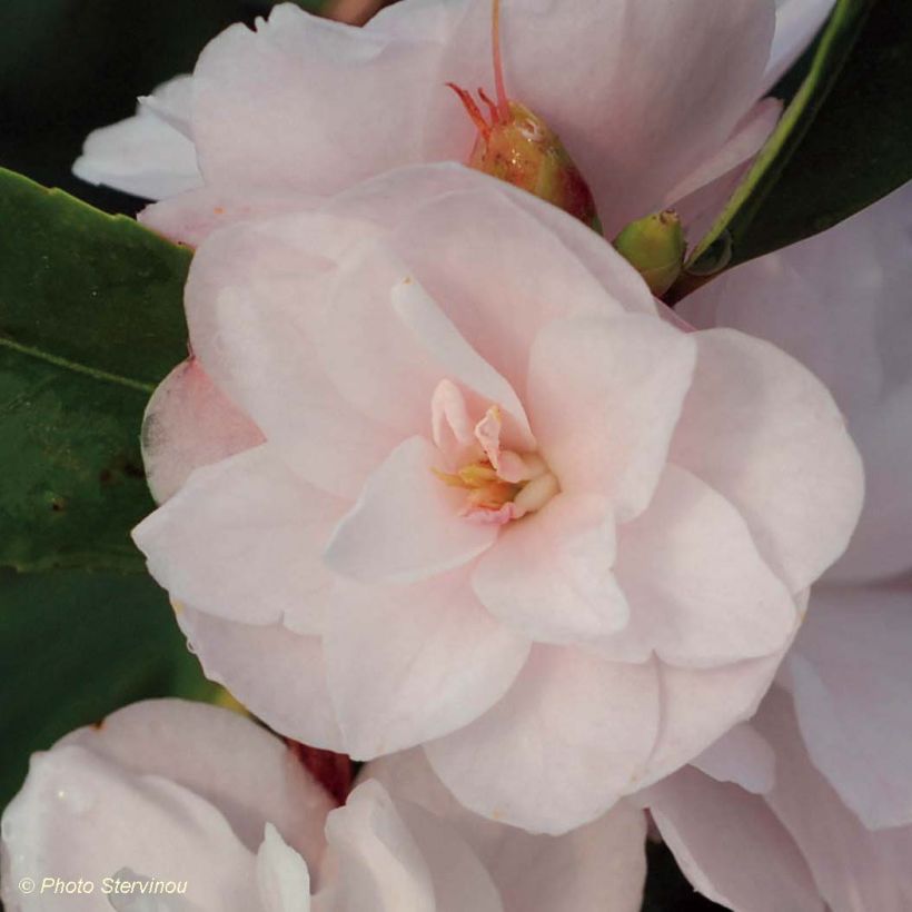 Camellia Cinnamon Cindy (Flowering)