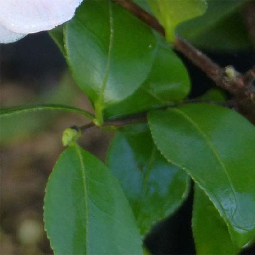 Wild Camellia - Camellia Cinnamon Scentsation (Foliage)