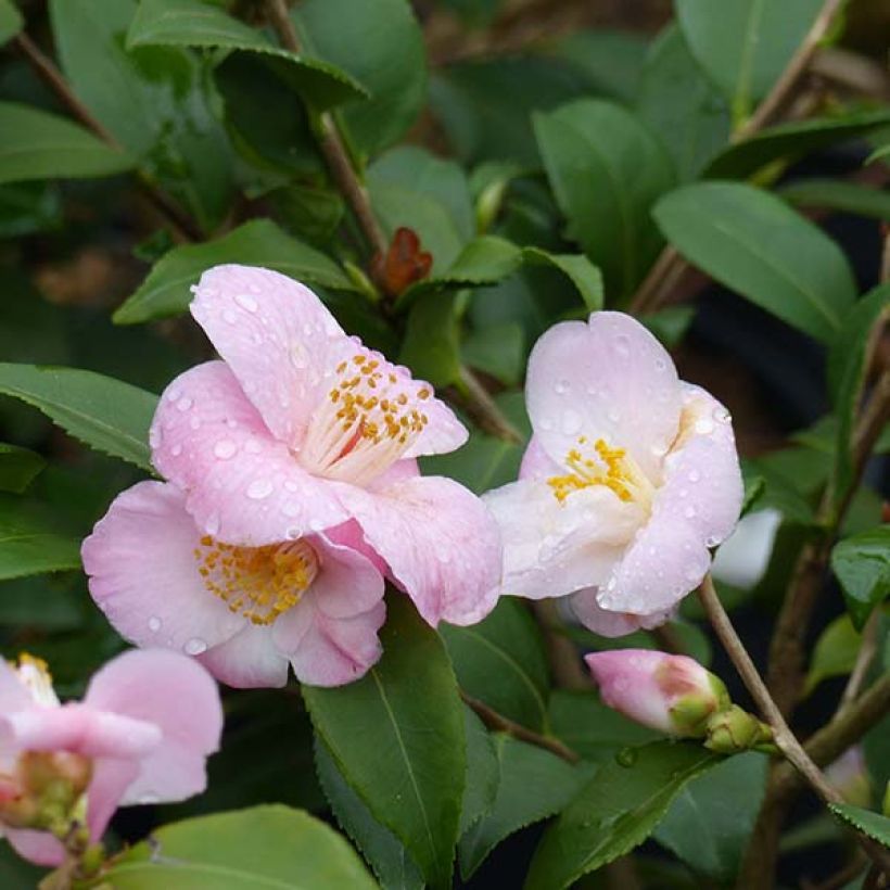 Wild Camellia - Camellia Cinnamon Scentsation (Flowering)