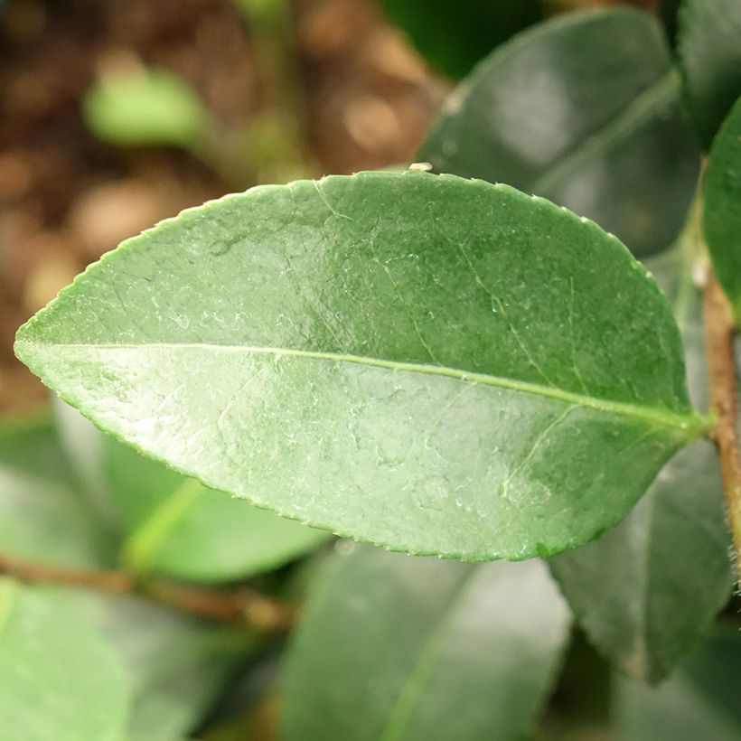 Camellia sasanqua Belinda (Foliage)