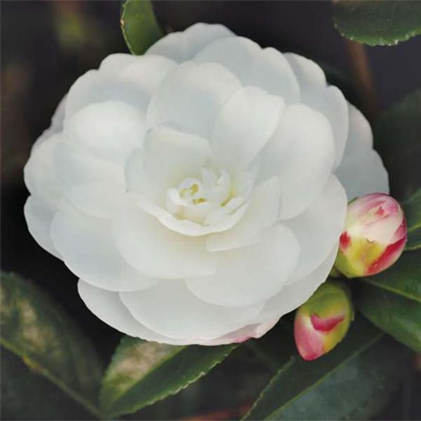 Camellia sasanqua Early Pearly (Flowering)