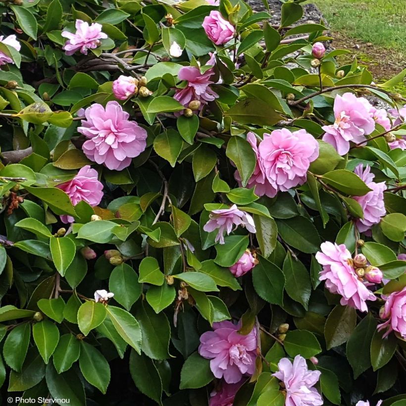 Camellia sasanqua Waterfall Pink (Flowering)