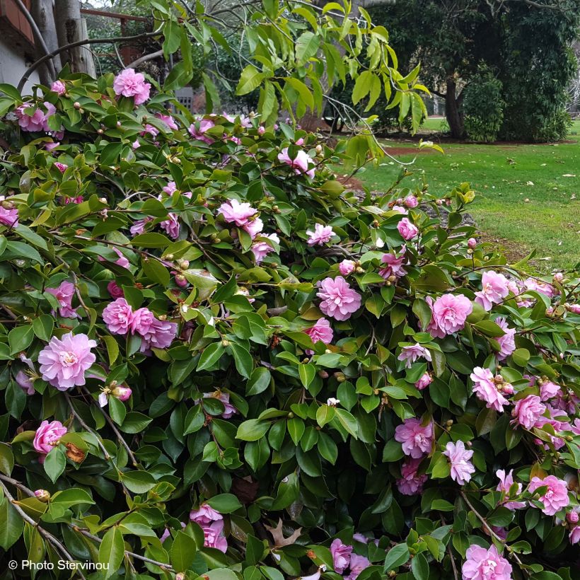 Camellia sasanqua Waterfall Pink (Plant habit)