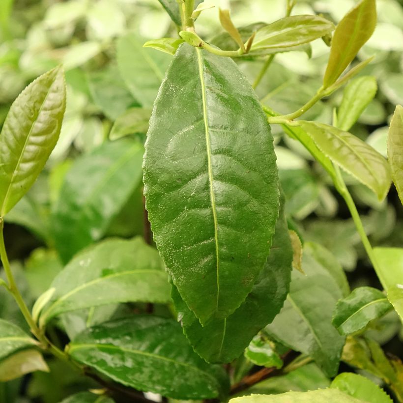 Camellia sinensis ThéOjardin (Foliage)