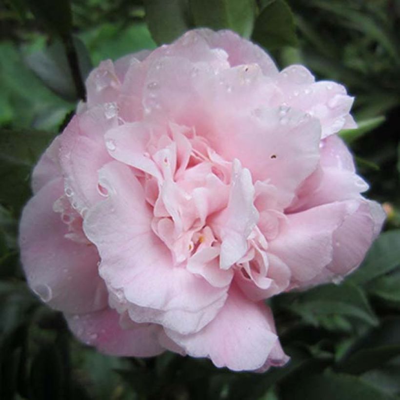 Camellia lutchuensis Sweet Emily Kate (Flowering)