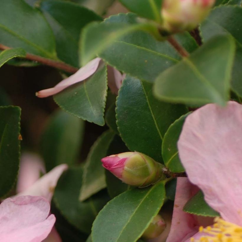 Camellia hiemalis Pink Goddess (Foliage)