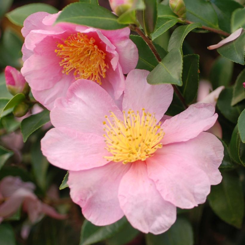 Camellia hiemalis Pink Goddess (Flowering)