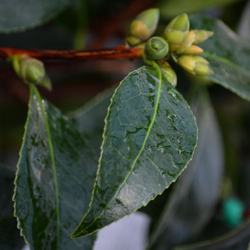 Camellia  williamsii Spring Daze (Foliage)