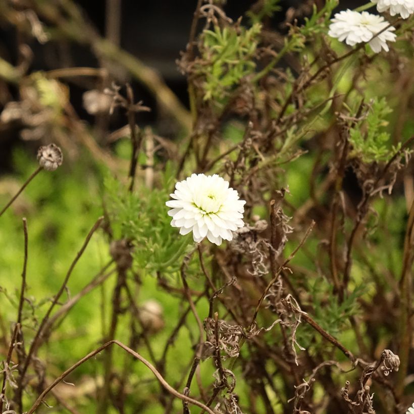 Chamaemelum nobile Ligulosum (Foliage)