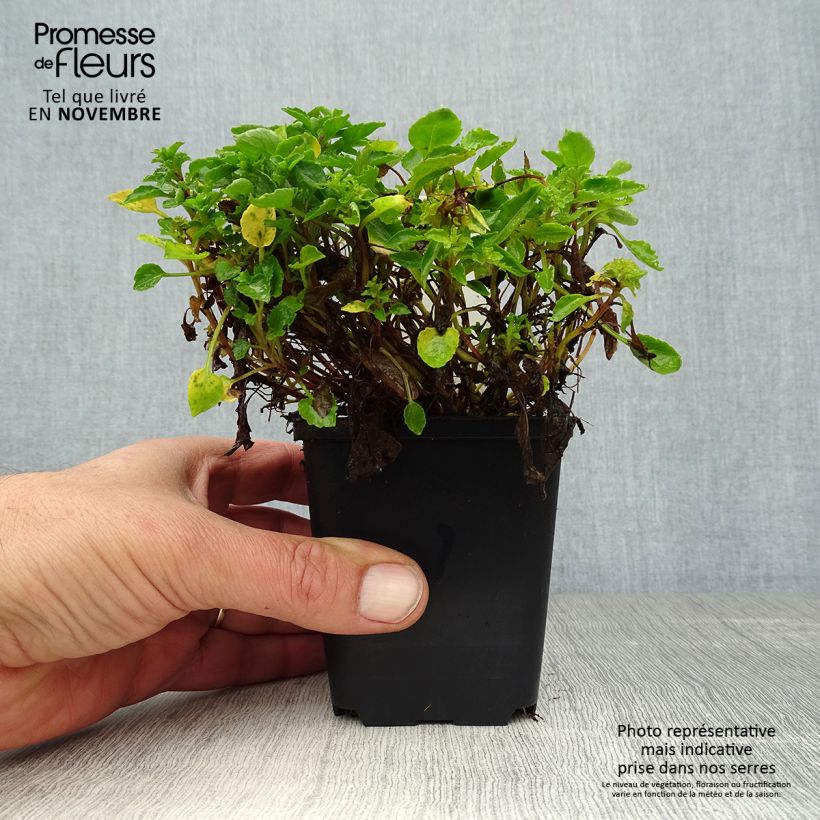 Campanula cochleariifolia 8/9 cm pot sample as delivered in autumn