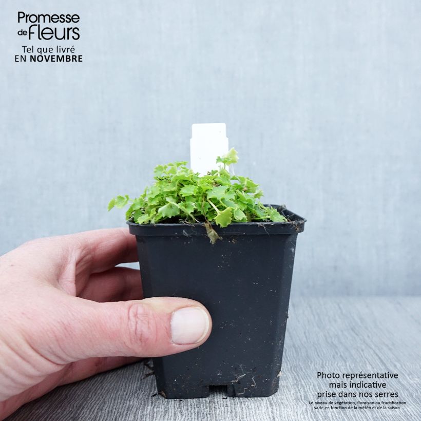 Campanula garganica Dicksons Gold 8/9 cm pot sample as delivered in autumn