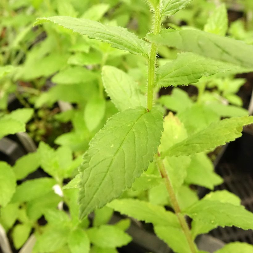 Campanula lactiflora Alba (Foliage)