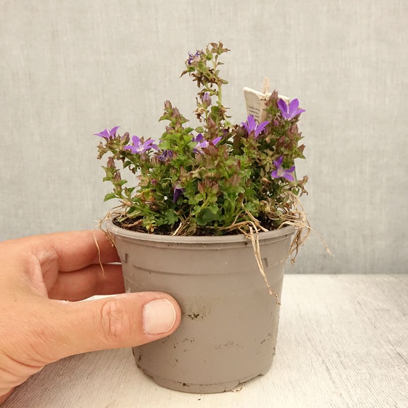 Campanula Adansa Purple 1L/1.5L pot sample as delivered in summer