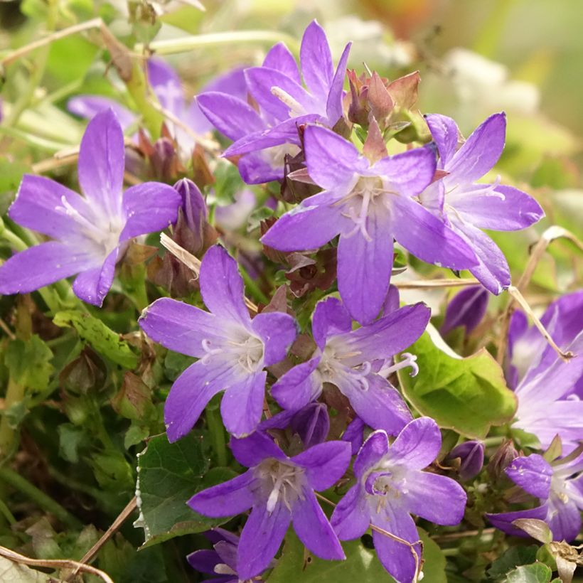 Campanula Adansa Purple (Flowering)