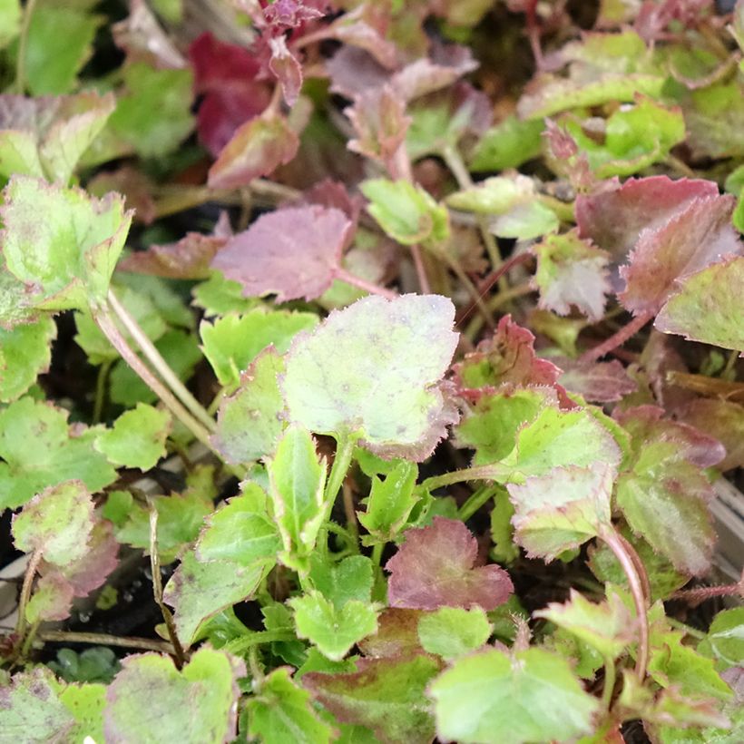 Campanula poscharskyana Trollkind (Foliage)