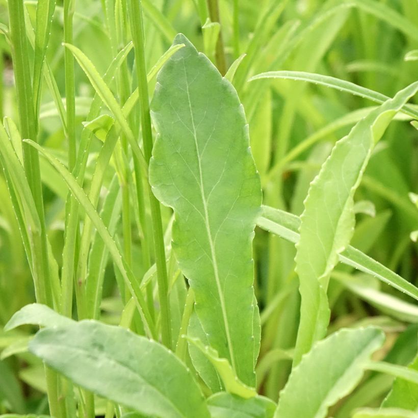 Campanula persicifolia (Foliage)