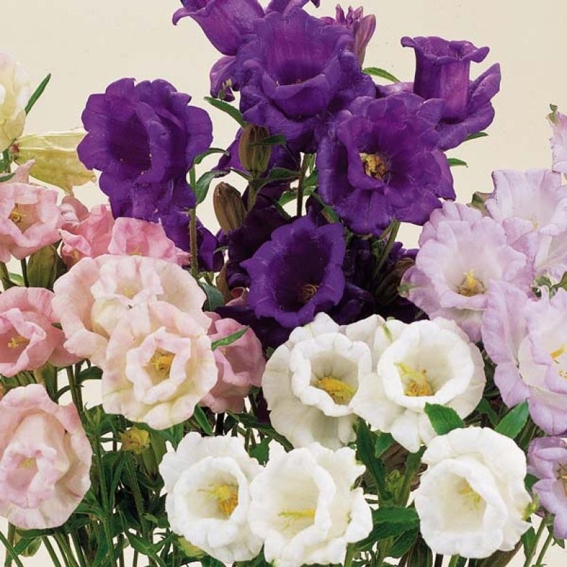 Canterbury Bells Cup and Saucer Mix Seeds - Campanula medium (Flowering)