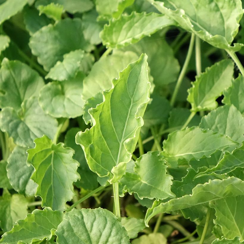 Campanula carpatica White Clips (Foliage)