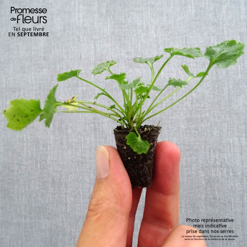 Campanula portenschlagiana Plug plant 3/4cm sample as delivered in autumn