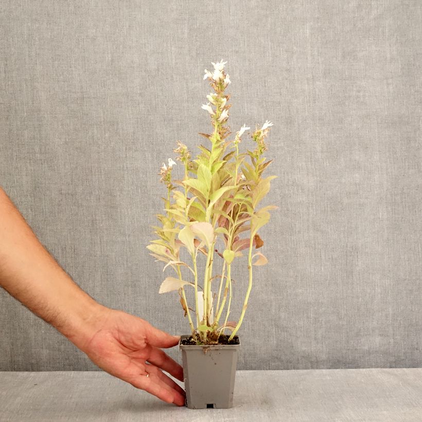 Campanula latifolia var. macrantha alba 8/9 cm pot sample as delivered in summer