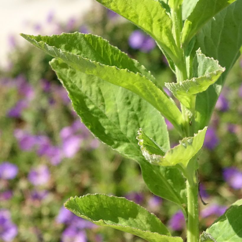 Campanula latifolia var. macrantha alba (Foliage)