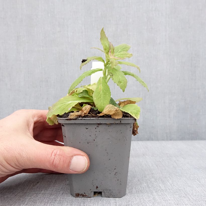 Campanula latifolia var. macrantha alba 8/9 cm pot sample as delivered in winter