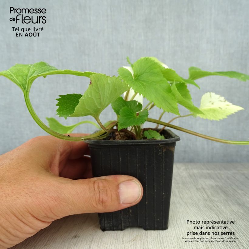 Campanula takesimana Alba 8/9 cm pot sample as delivered in summer