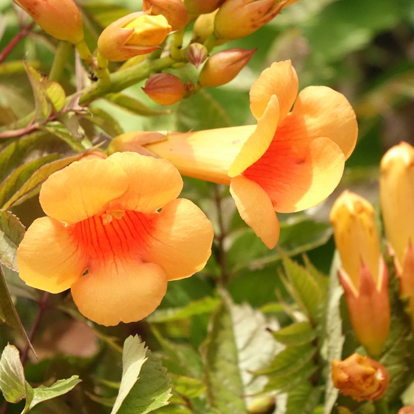 Campsis radicans Indian summer (Flowering)