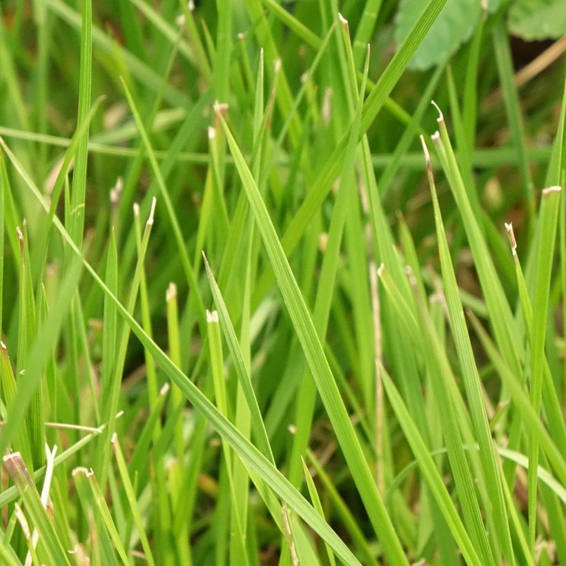 Deschampsia cespitosa Tauträger (Foliage)