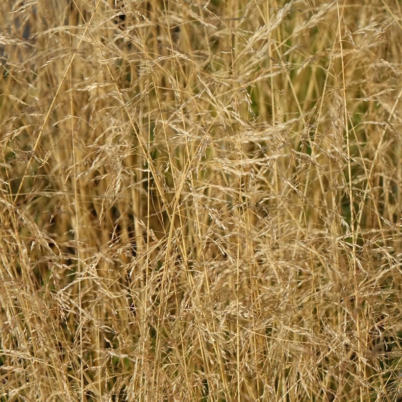 Deschampsia cespitosa Vivipara (Flowering)