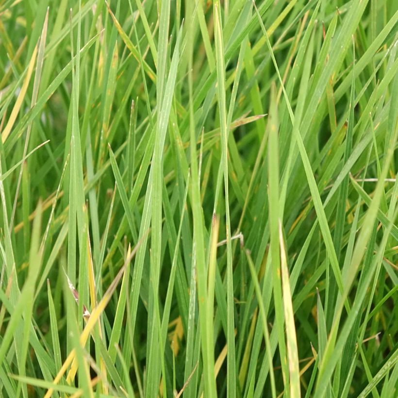 Deschampsia cespitosa Vivipara (Foliage)