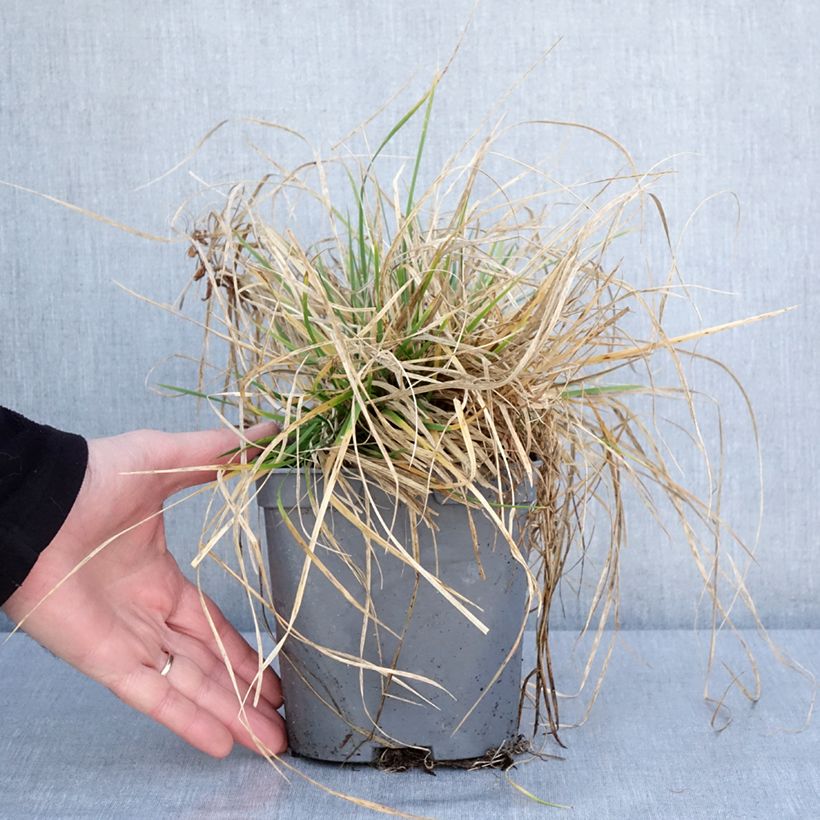 Deschampsia cespitosa Vivipara 2L/3L pot sample as delivered in winter