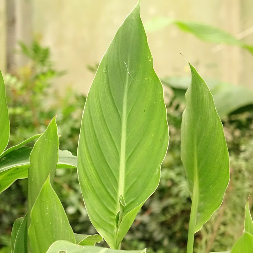 Canna edulis (Foliage)