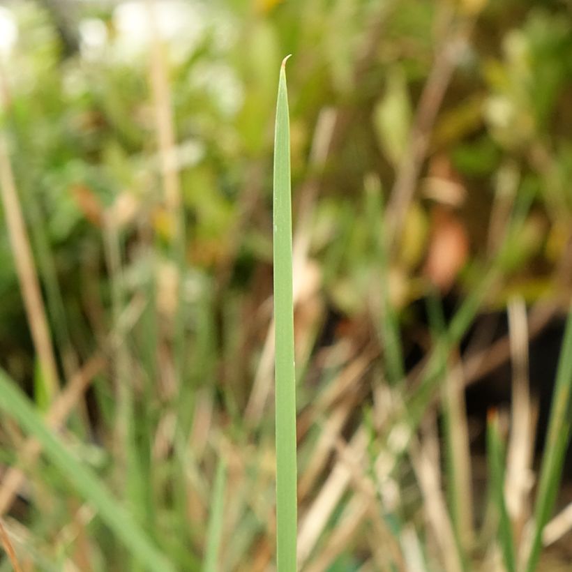 Dierama pendulum var. robustum Blackberry Bells (Foliage)