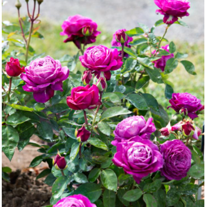 Rosa Heidi Klum (Standard Rose) (Plant habit)