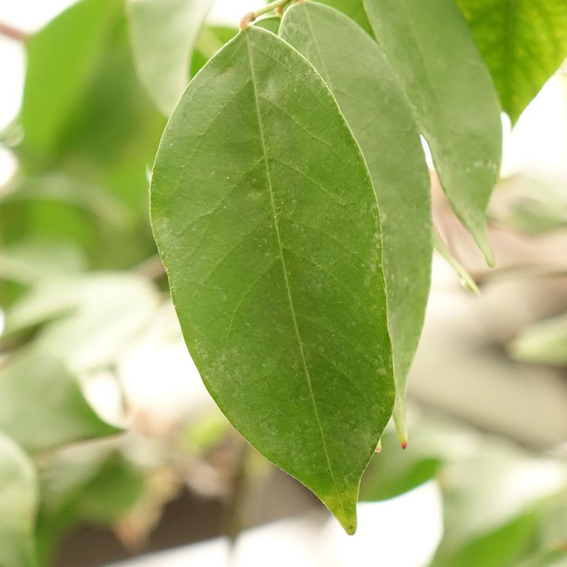 Averrhoa carambola Arkin - Star fruit tree (Foliage)