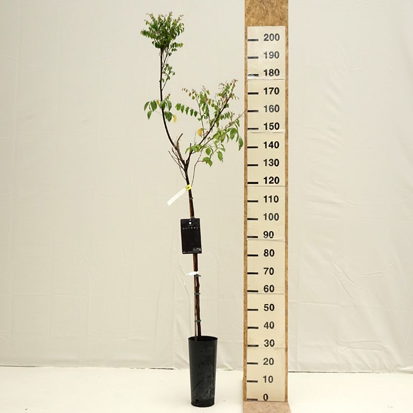 Averrhoa carambola Arkin - Star fruit 6L/7L pot sample as delivered in spring